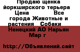 Продаю щенка йоркширского терьера  › Цена ­ 20 000 - Все города Животные и растения » Собаки   . Ненецкий АО,Нарьян-Мар г.